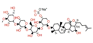 Colochiroside A3